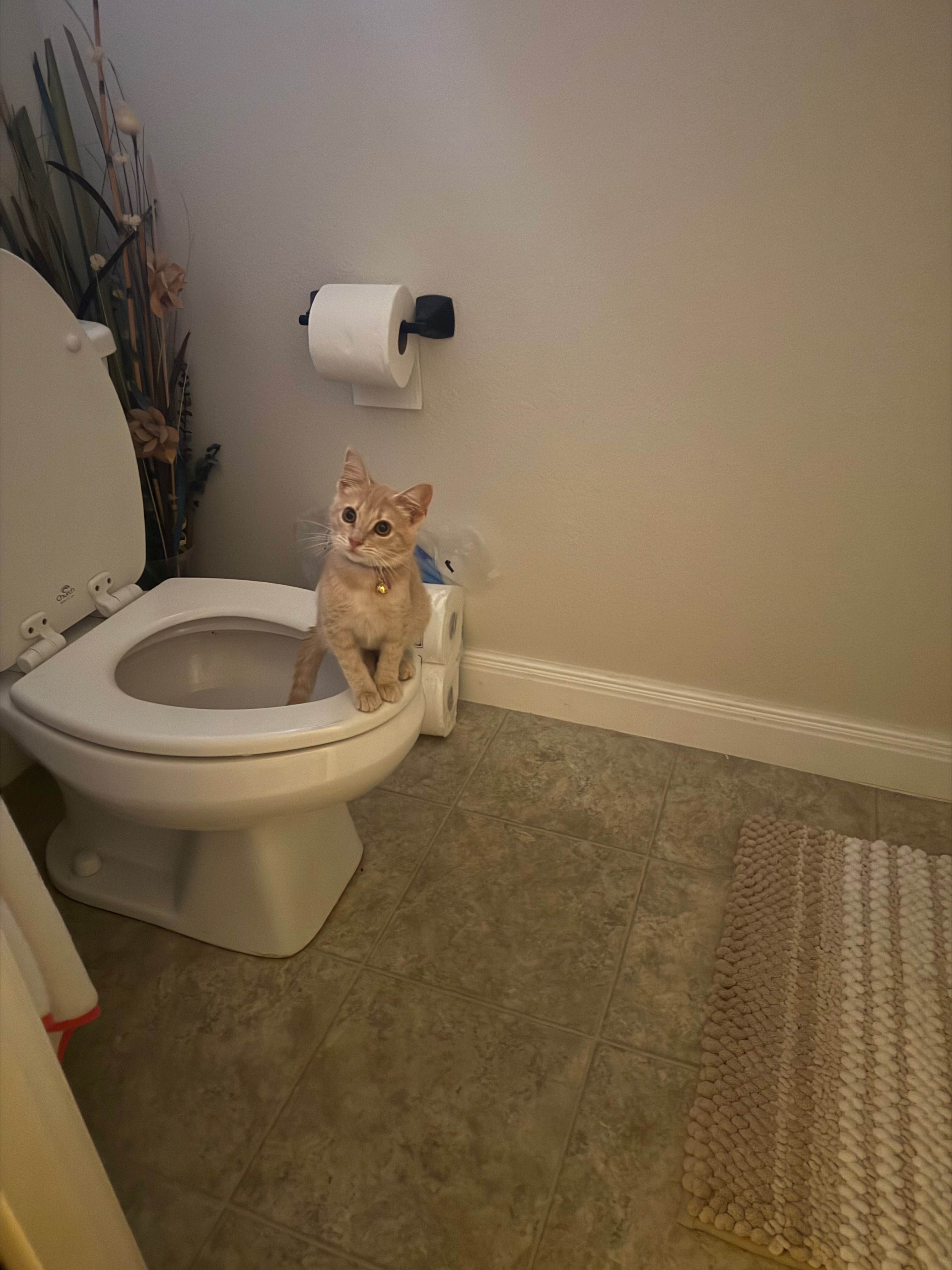 Cat on a toilet